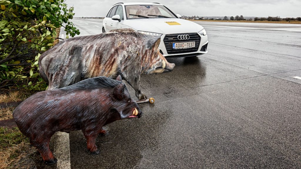 Ein Crashtest mit zwei Wildschweinattrappen beim simulierten Wildunfall kurz vor dem Zusammenstoß mit einem Auto.