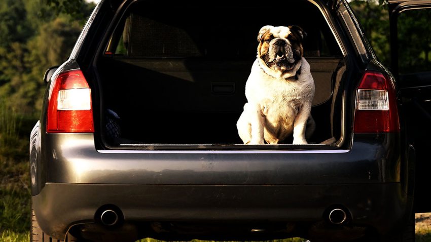 Ein Hund sitzt im offenen Auto. So sollte nicht ein Hund im Auto transportiert werden.
