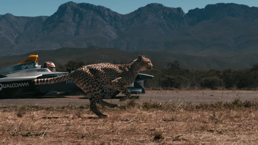 Dieser Gepard ist (fast) schneller als ein Formel E-Auto