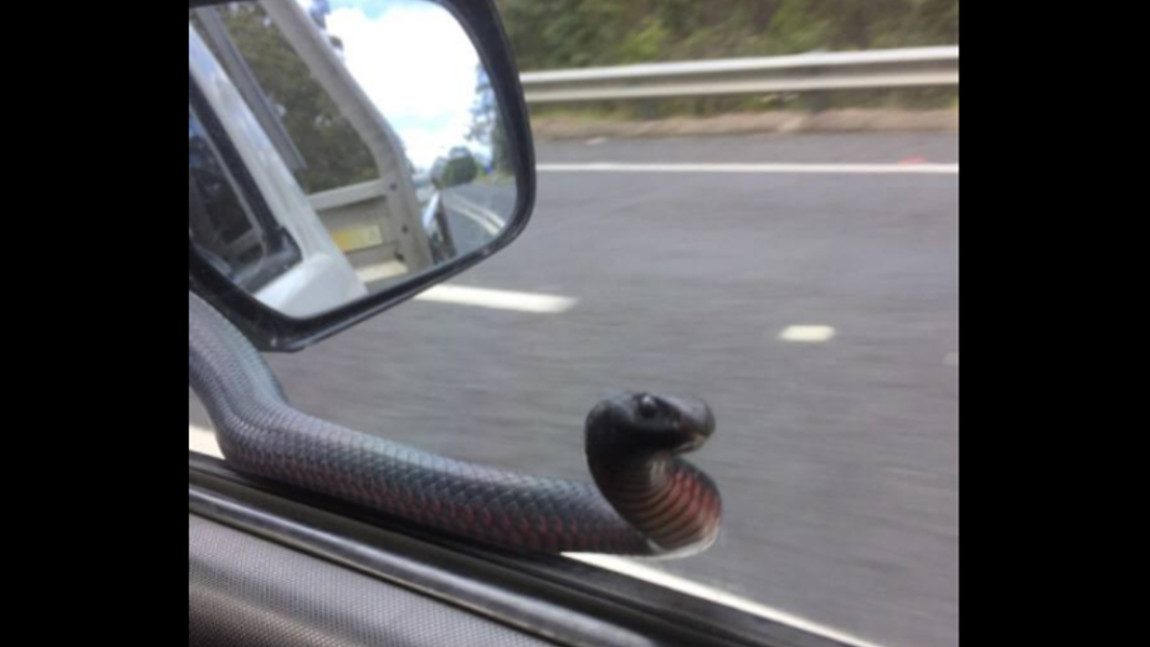 Wenn die Giftschlange ans Autofenster klopft
