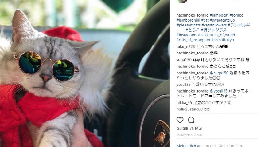 Diese japanische Katze fährt am liebsten Lamborghini