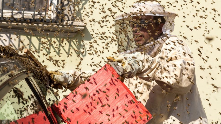Bienen-Belagerung: Auto und Fahrrad in Krems umschwärmt