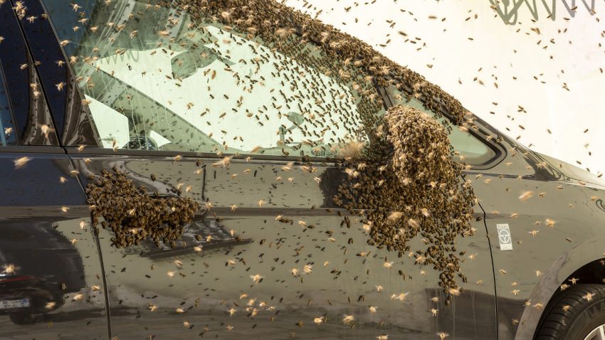 Bienen-Belagerung: Auto und Fahrrad in Krems umschwärmt