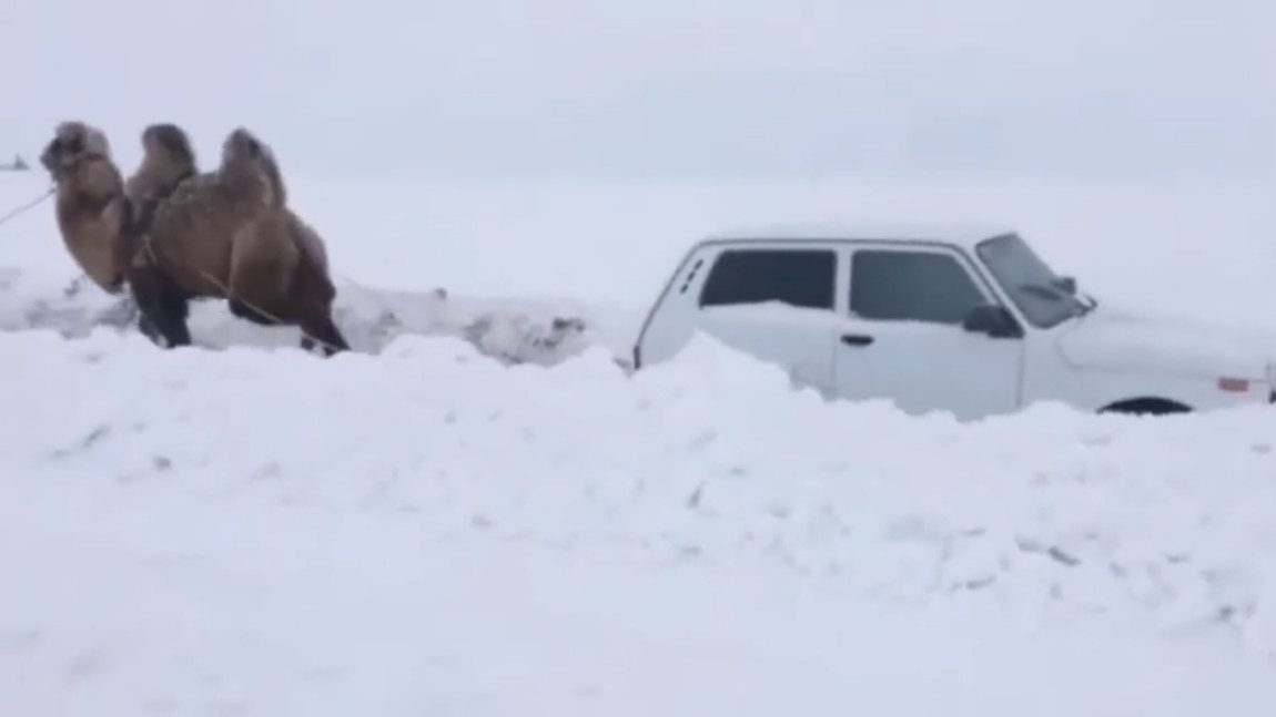 Trampeltier zieht Lada aus dem Schnee