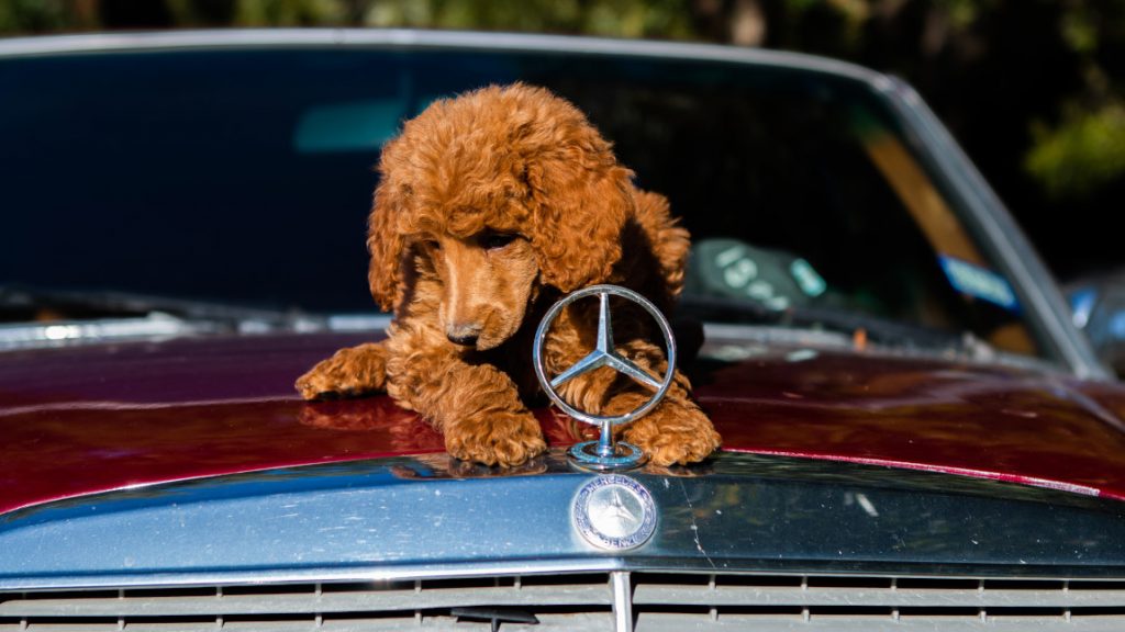Hundebox fürs Auto: Worauf man bei der Sicherung von Tieren achten muss [+Crashtest]
