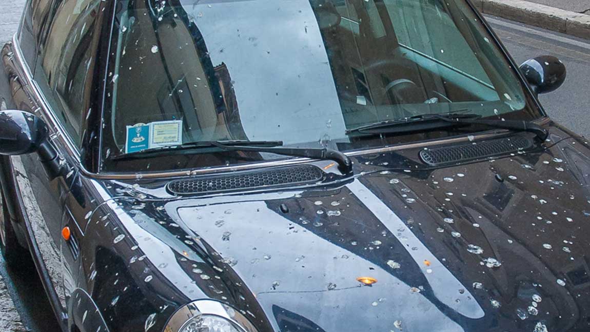 Autolack: Vogelkot und Harz vom Auto entfernen