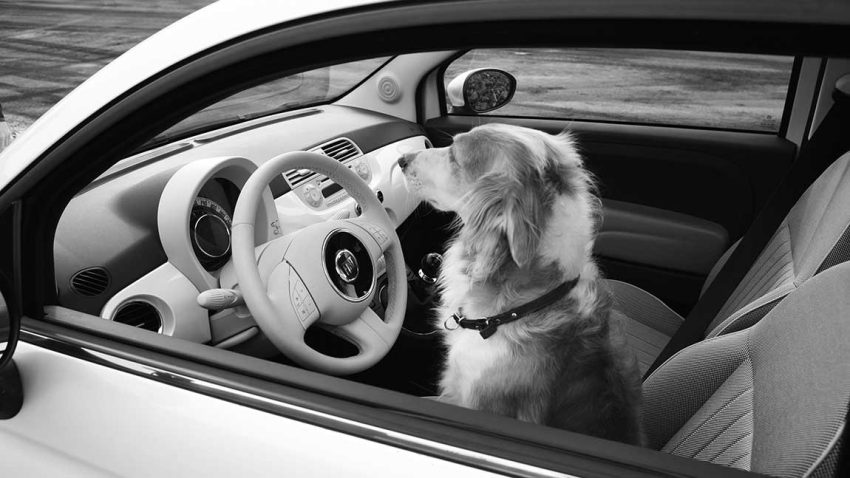 Ein Hund sitzt im Auto.